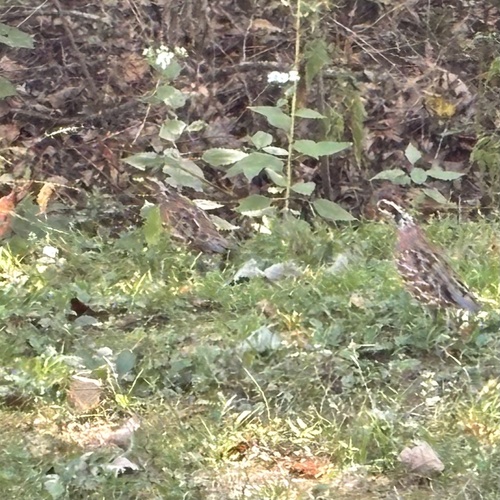 Northern Bobwhite