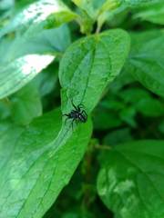 Nurscia albomaculata