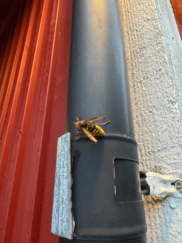 European Hornet