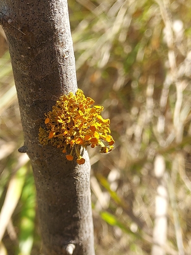 Golden-eye Lichen