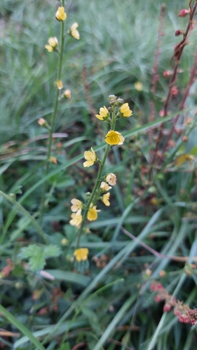 common agrimony