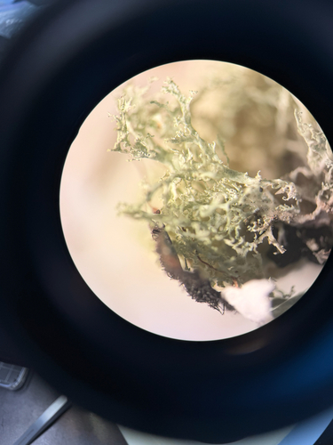 Ramalina roesleri observed 2026-09-13