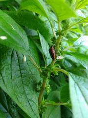 Nurscia albomaculata