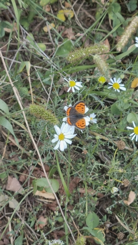 Small Copper