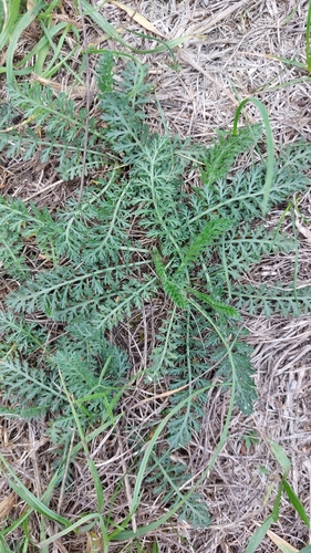 common yarrow