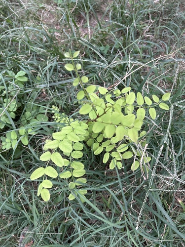 black locust