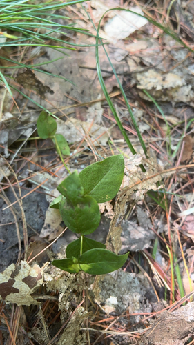 partridgeberry