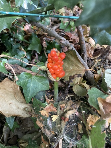 Arum maculatum, photograph 6