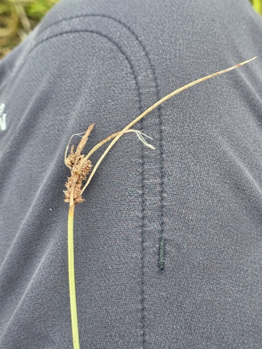 Carex extensa, photograph 2