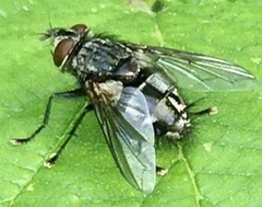 Blepharipa pratensis