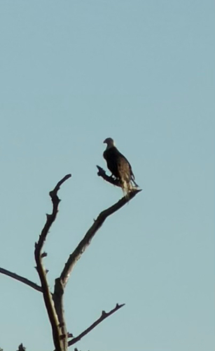 Bald Eagle