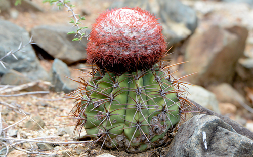 Melocactus stramineus