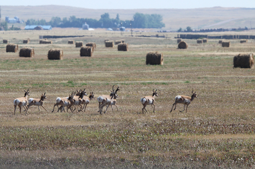 Pronghorn
