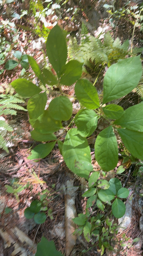 wild sarsaparilla
