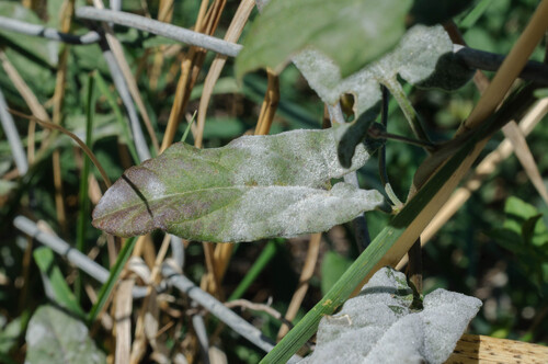 Bindweed Powdery Mildew