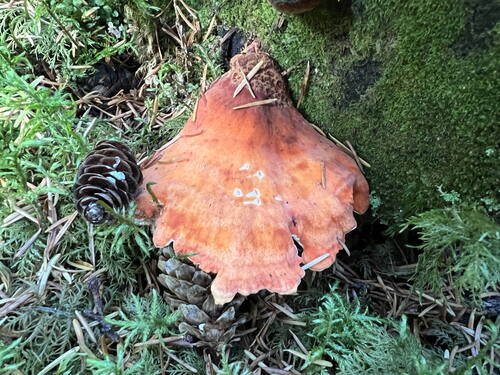 Conifer Chicken of the Woods