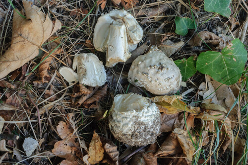 European Pine Cone Lepidella