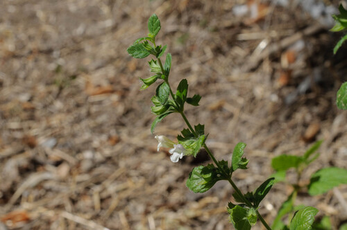 lemon balm