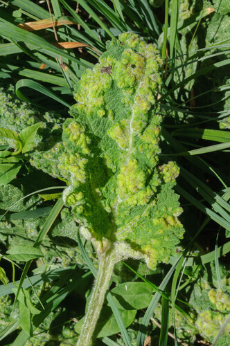 Aceria salviae