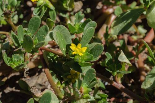 Common Purslane
