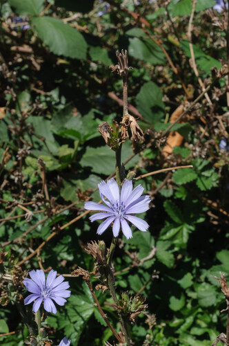 chicory