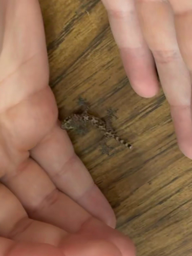 Mediterranean House Gecko