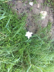 Zephyranthes drummondii