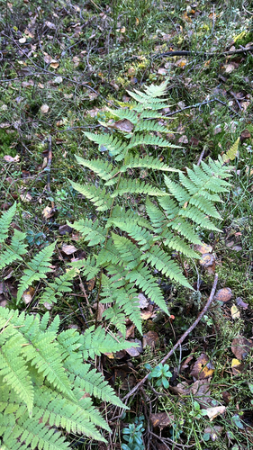 spinulose wood fern