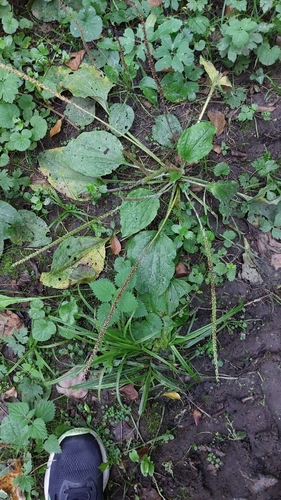 greater plantain