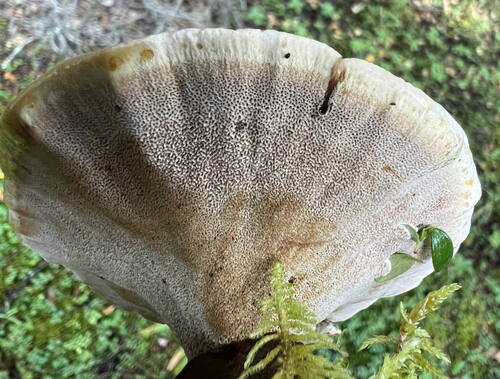 Woolly Velvet Polypore