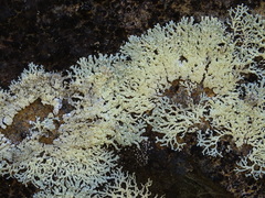 Arctoparmelia subcentrifuga