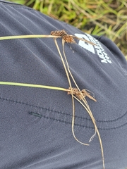 Carex extensa, photograph (c) Matthew Flood, some rights reserved (CC BY)