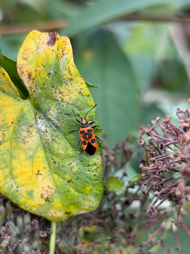 Spotted Firebug