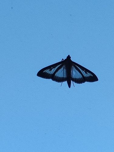 Box Tree Moth