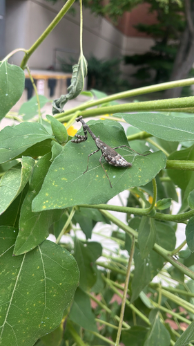 Carolina Mantis