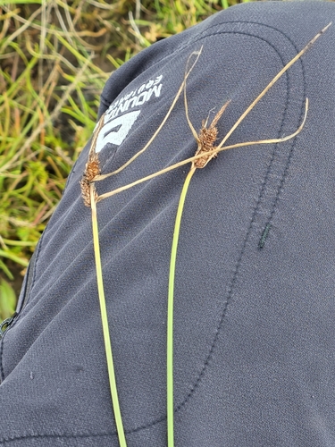 Carex extensa, photograph 4
