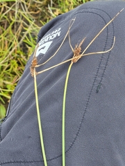 Carex extensa, photograph (c) Matthew Flood, some rights reserved (CC BY)