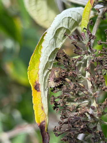 Sloe Bug