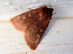 Cerastis tenebrifera