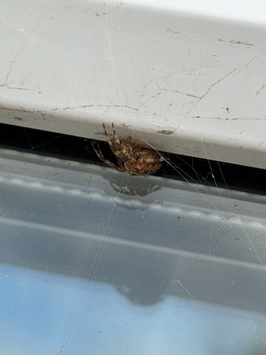 Cross Orbweaver
