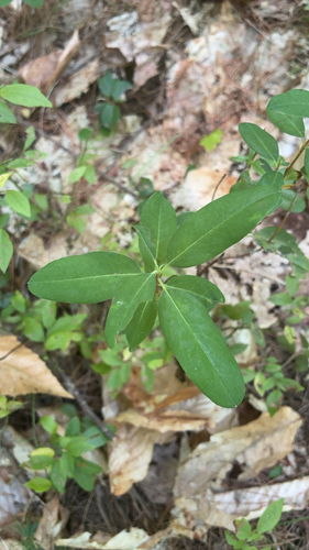 sheep laurel
