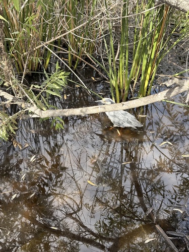 iNaturalist observation photo of Yellow-crowned Night Heron