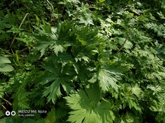 Aconitum leucostomum