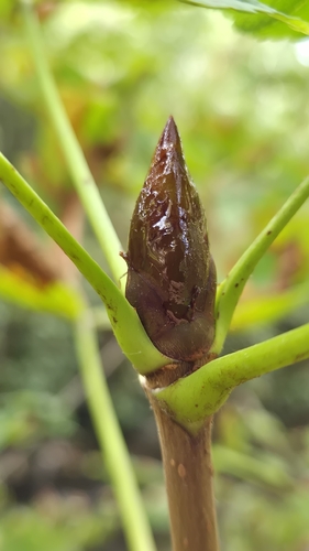 horse-chestnut