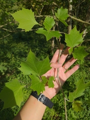 Platanaceae