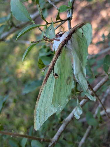 North American Luna Moth