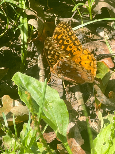 Great Spangled Fritillary