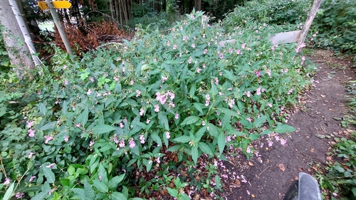 Himalayan balsam