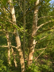 Platanaceae