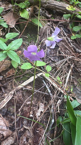 violet woodsorrel